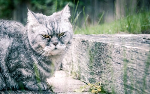 cats1_0731.jpg