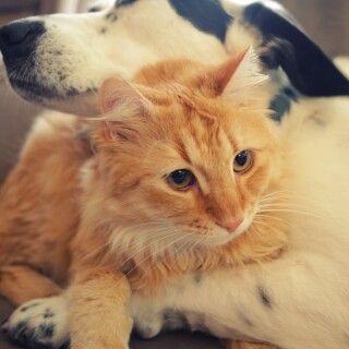 cats1_0736