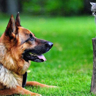 cats1_0742