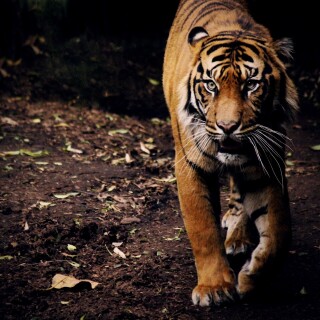 cats1_0743