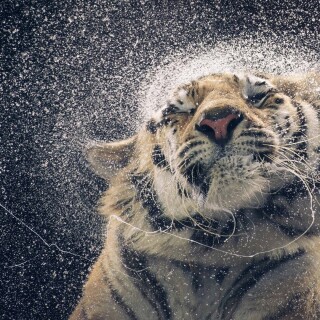 cats1_0748