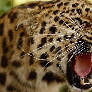 cats1_0763