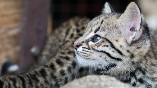cats1_0766.jpg