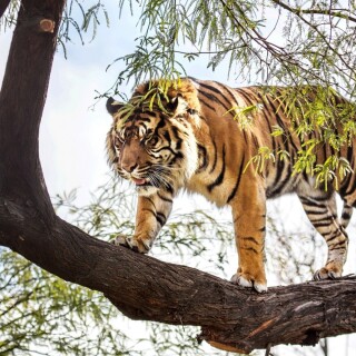 cats1_0786