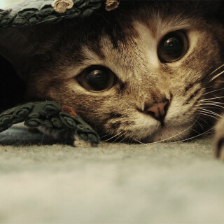 cats1_0790