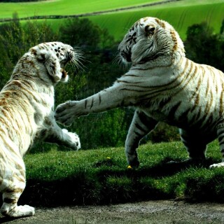 cats1_0806