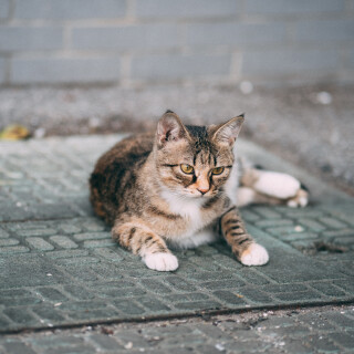 cats1_0819