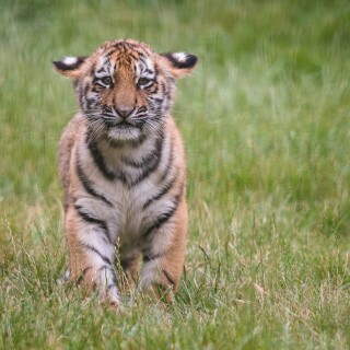cats1_0822