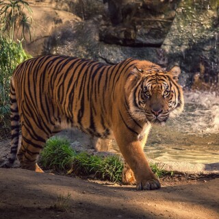 cats1_0824