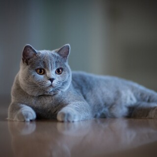 cats1_0826