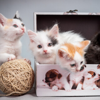 cats1_0832