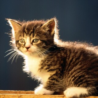cats1_0847