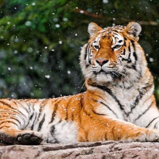 cats1_0852