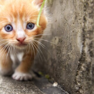 cats1_0859