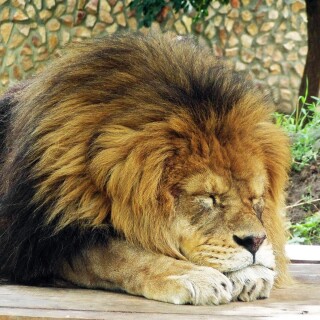 cats1_0863
