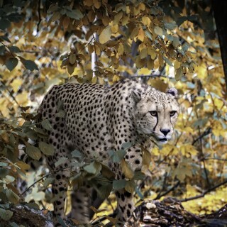 cats1_0868