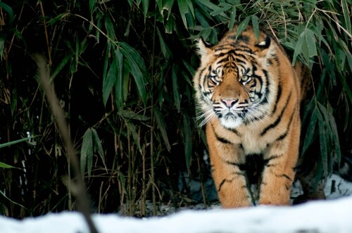 cats1_0871.jpg