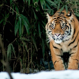 cats1_0871
