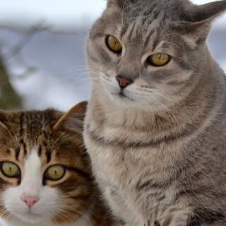 cats1_0876