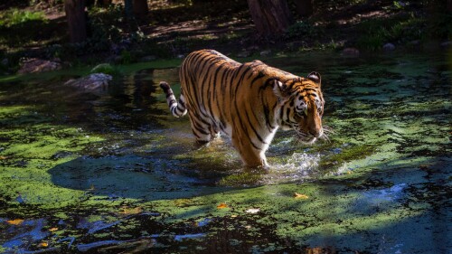 cats1_0880.jpg