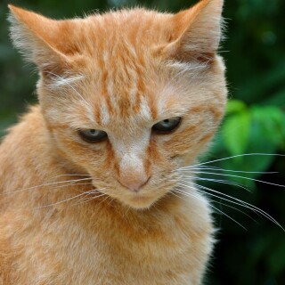 cats1_0885
