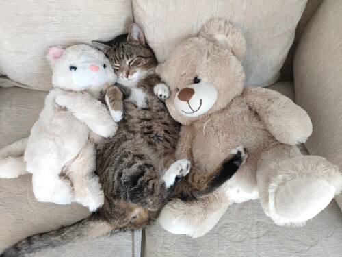 cats1_0887.jpg