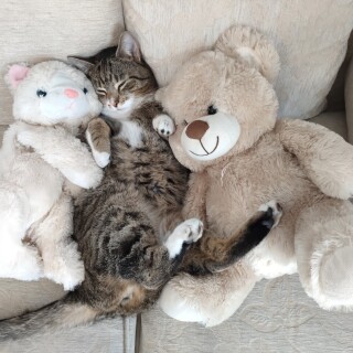 cats1_0887