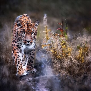 cats1_0893