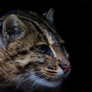 cats1_0901