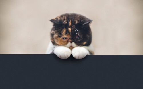 cats1_0913.jpg
