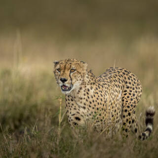 cats1_0915