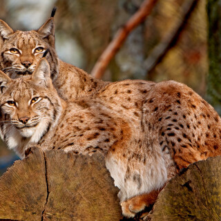 cats1_0921