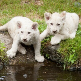cats1_0925