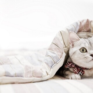 cats1_0931
