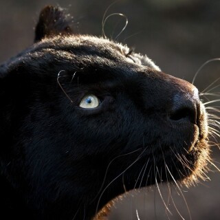 cats1_0932