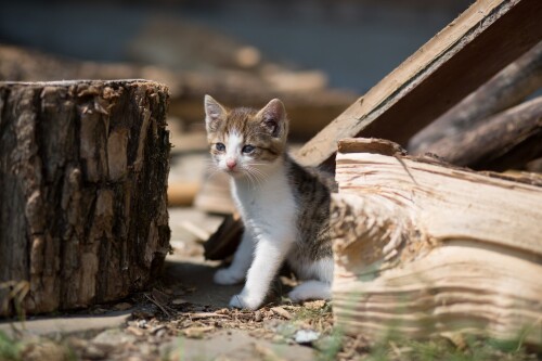 cats1_0944.jpg