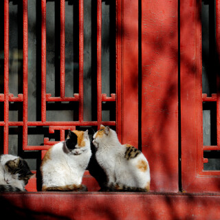 cats1_0953