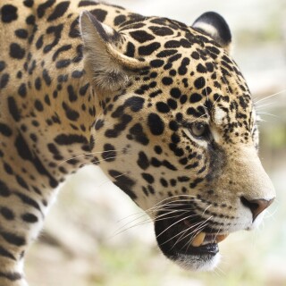 cats1_0954
