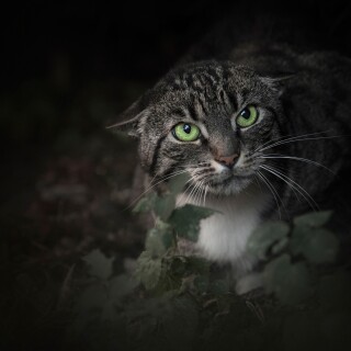 cats1_0956
