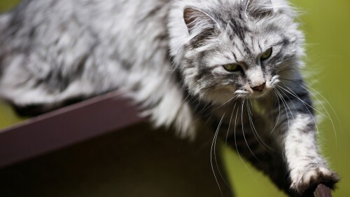 cats1_0960.jpg