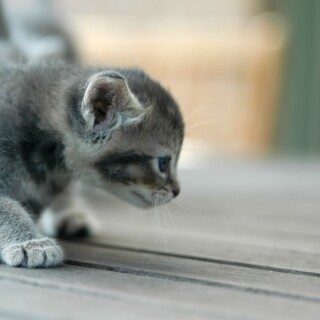 cats1_0963