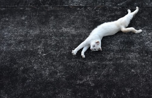 cats1_0967.jpg