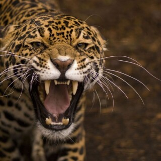 cats1_0973
