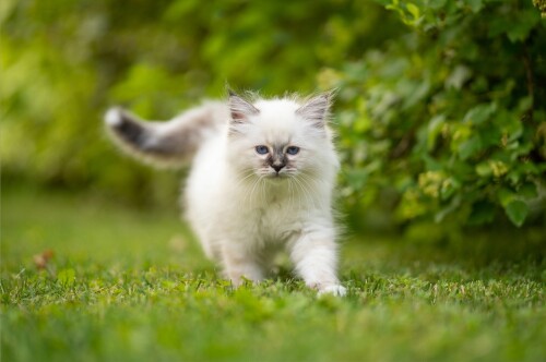 cats1_0975.jpg