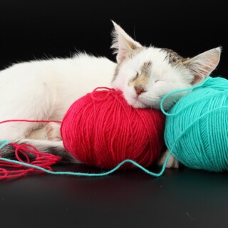 cats1_0991