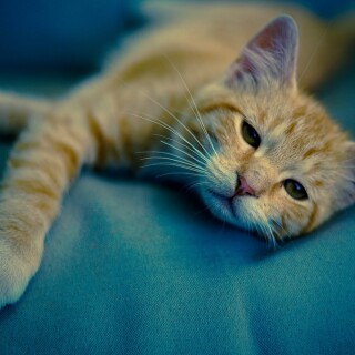 cats1_0992