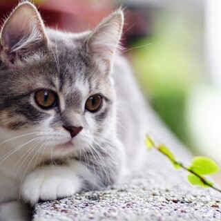 cats1_0993