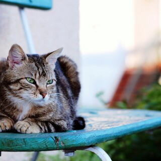 cats1_0994