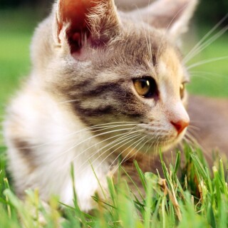 cats1_0997