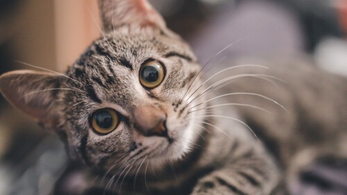 cats1_1009.jpg